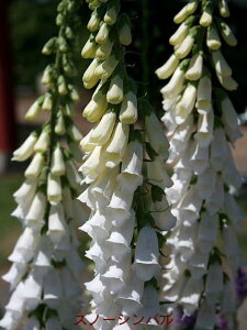 ԕc H N h  WL^X c Iׂ21 1 3.5y͂zDigitalis h ϊ 2N tcA CObVK[f H ~ nbs[K[f Ԓd N@䍂 Av