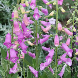 ԕc H N h  WL^X c Iׂ21 1 3.5y͂zDigitalis h ϊ 2N tcA CObVK[f H ~ nbs[K[f Ԓd N@䍂 Av