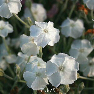 ԕc H N h  NjX 4I 1 3`3.5y͂z Lychnis coronaria alba AgTMlX Ao IL[^ vCx[gwu t J[[t A Ԓd CO