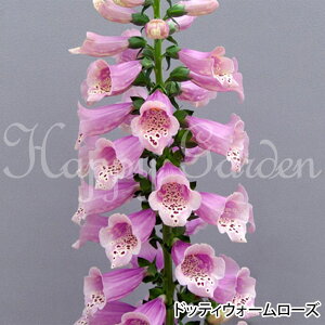 花苗 秋 多年草 宿根草 花 ジキタリス 苗 選べる21種 1鉢 3.5号【お届け中】Digitalis 宿根草 耐寒性 2年草 春苗植え イングリッシュガーデン 秋 冬 ハッピーガーデン 花壇 多年草 草丈高 アプリ