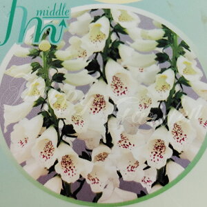 _v|Cg4{ 12/8`11^ ԕc H N h  WL^X c Iׂ21 1 3.5y͂zDigitalis h ϊ 2N tcA CObVK[f H ~ Ԓd N@