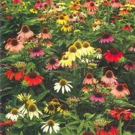 楽天市場 夏 植え 花苗の通販 楽天市場 夏 植え 花苗の通販