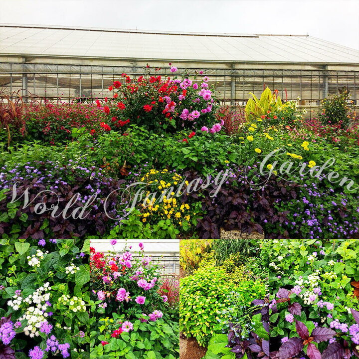 楽天市場 花苗 ジニア ジャイアント ライムグリーン 1鉢 3 3 5号 お届け5月中旬 先行予約 Zinnialimegreen イングリッシュガーデン 緑花 夏咲き 花苗 夏の花 苗 ボーダー花壇 夏苗 花の苗 寄せ植え 庭植え 22spr ハッピーガーデン 楽天市場 花苗 ジニア ジャイアント ライムグリーン 1鉢 3 3 5号 お届け5月中旬 先行予約 Zinnialimegreen イングリッシュガーデン 緑花 夏咲き 花苗 夏の花 苗 ボーダー花壇 夏苗 花の苗 寄せ植え 庭植え 22spr ハッピーガーデン