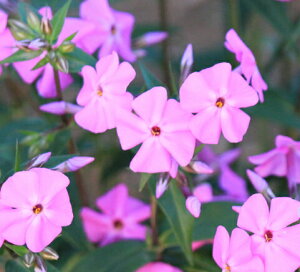 ԕc Hc h tbNX JirxCJ[ 1 3.5O|bg ԏIł͂y͂zPhlox carolina Bill Baker  ~ t 䒆  CObVK[f c A A 