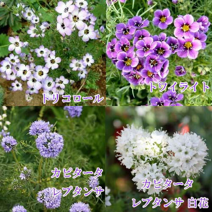 楽天市場 花苗 春 ギリア 4種類より選択 1鉢 3 3 5号 お届け2月下旬 春苗先行予約 Gilia レプタンサ レプタンサホワイト トリコロール トワイライト 一年草 春苗 青花 白花 イングリッシュガーデン 苗 鉢植え 庭植え ガーデニング 花壇 草丈中 22spr ハッピー