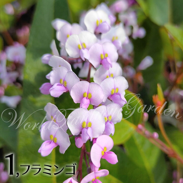 楽天市場 花苗 夏 ハーデンベルギア ビオラセア 選べる4色 1鉢 3 3 5号 花なし Hardenbergia Violacea 半耐寒性 白花 桃花 紫花 つる性 春苗 マメ科 ガーデン ガーデニング 庭植え 花壇 鉢植え ハッピーガーデン