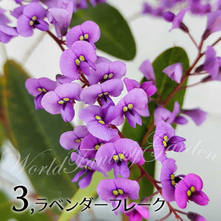 楽天市場 花苗 夏 ハーデンベルギア ビオラセア 選べる4色 1鉢 3 3 5号 花なし Hardenbergia Violacea 半耐寒性 白花 桃花 紫花 つる性 春苗 マメ科 ガーデン ガーデニング 庭植え 花壇 鉢植え ハッピーガーデン