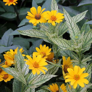 ԕc H wIvVX To[Xg 3`3.5yH`~㕔Ȃł͂zHeliopsis Sunbursta  h CObVK[f c 񂹐A Ԓd A K[fjO  ~ nbs[K[f