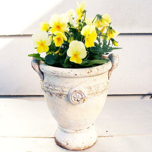 ԕc rI Ђ悱 2Zbg 3.5y͂zviola  c ~ N CObVK[f 񂹐A K[fjO A A Ԓd H ~ t nbs[K[f 2025V