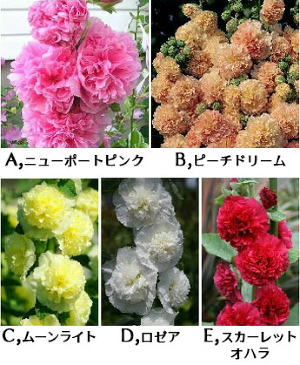 楽天市場 花苗 夏 アルセア ホリホック 苗 1鉢 3 3 5号 5種より選択 お届け中 Althaea Rosea 夏開花 宿根草 苗 八重咲きフヨウ タチアオイ イングリッシュガーデン 鉢植え 庭植え 花壇 22aki ハッピーガーデン 楽天市場 花苗 夏 アルセア ホリホック 苗 1鉢 3 3 5号 5種より選択 お届け中 Althaea Rosea 夏開花 宿根草 苗 八重咲きフヨウ タチアオイ イングリッシュガーデン 鉢植え 庭植え 花壇 22aki ハッピーガーデン