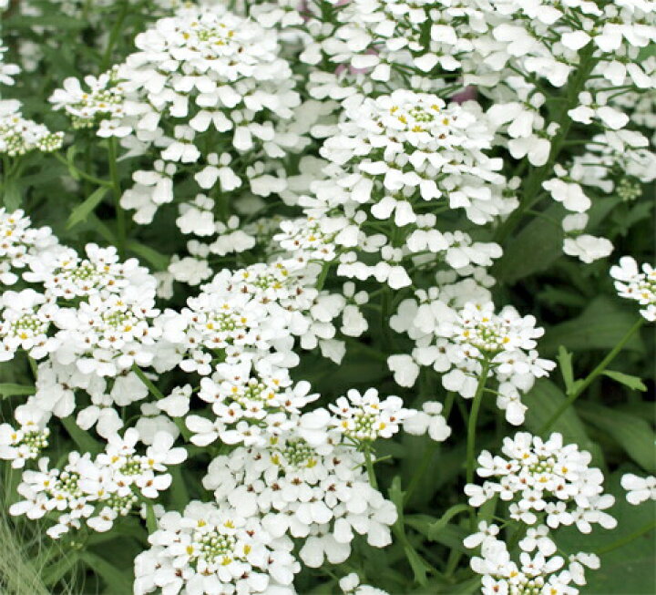 楽天市場 花苗 春 イベリス マウントフ ド 1鉢 3 3 5号 お届け2月下旬 春苗先行予約 Iberis 一年草 春苗 花苗 白花 草丈中 イングリッシュガーデン 花 苗 鉢植え 庭植え ガーデニング 花壇 22spr ハッピーガーデン