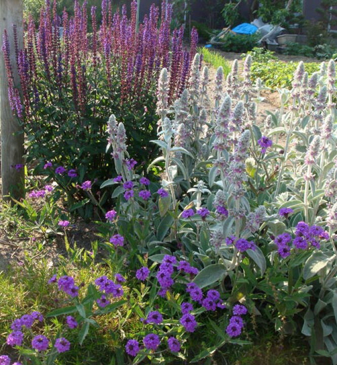 楽天市場 花苗 秋 バーベナ リギダ ベノーサ 1鉢3 5号 お届け中 Verbena Rigida Venosa 宿根草 花苗 秋 青花 イングリッシュガーデン 苗 鉢植え 庭植え 寄せ植え ガーデニング 花壇 21aki ハッピーガーデン