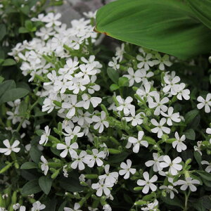 ԕc H N h  T|iA ILCfXEXm[`bv c Iׂ2 1 3.5  ԁy͂zSaponaria ocymoides  CObVK[f c A A OhJo