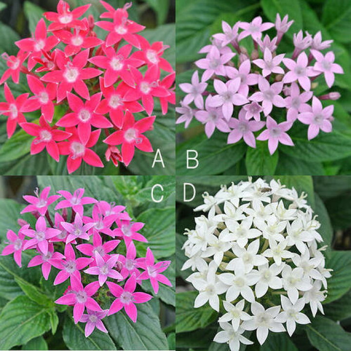 楽天市場 1000円ポッキリ 花苗 夏 ペンタス おまかせ3色 3鉢セット 3 3 5号 お届け中 Pentas Lanceolata 花壇 草花 花苗 夏の花 夏苗 花の苗 多年草 非耐寒性多年草 ガーデン ガーデニング 22spr ハッピーガーデン