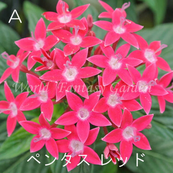 花苗 ペンタス ピンク 多年草 華やか 鮮やか 秋まで長く咲く 耐暑性 星形 ホワイト 夏の花 レッド 3号ポット 丈夫