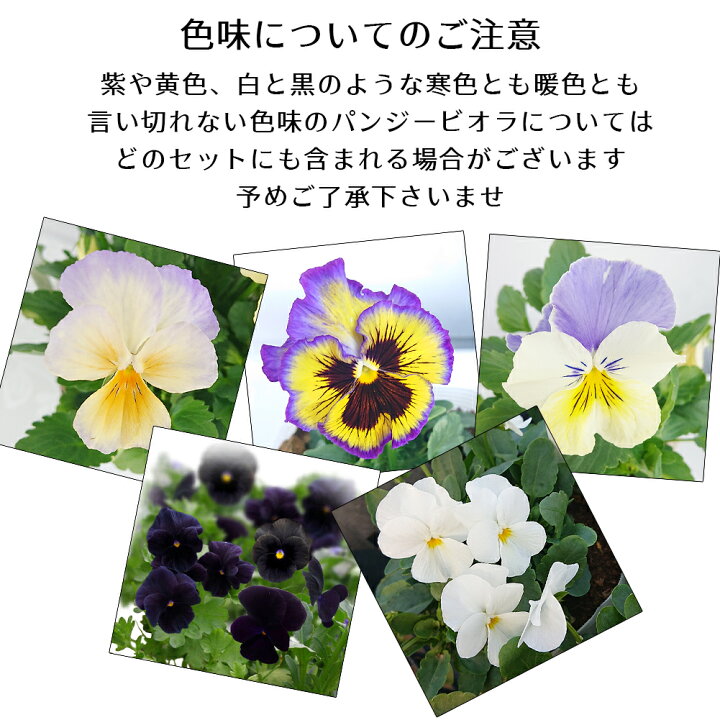 楽天市場 花苗 1ダース パンジー ビオラ 色の3タイプから選べる計12ポットセット お届け中 送料無料 花苗 秋 冬 Pansy Viola 一年草 イングリッシュガーデン 花 苗 ガーデニング 寄せ植え 鉢植え 庭植え 花壇 地域限定送料無料 ハッピーガーデン