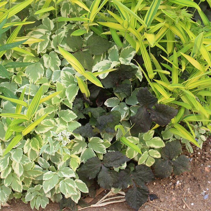 楽天市場 花苗 秋 冬 黒葉ミツバ 1鉢 3 3 5号 みつば 通年販売 取置 Cryptotaenia Japonica Atropurpur冬苗 春苗 宿根草秋苗 カラーリーフ 苗 鉢植え 庭植え ガーデニング 花壇 ハーブの苗 銅葉 白花 矮性 園芸 黒葉三つ葉 みつば冬秋 22aki ハッピーガーデン