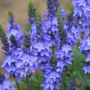 ԕc H N h  xjJ N[^[CNu[ 1 3~3.5y10{`͂ Hcs\zVeronica austriaca subsp teucrium Crater Lake Blue   ␫ NC^[CN CO