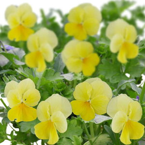 ԕc rI \x VtH 2Zbg y͂z ԕc t c Pansy N rI c ԕc t Pansy N CObVK[f  K[fjO 񂹐A A A Ԓdy202