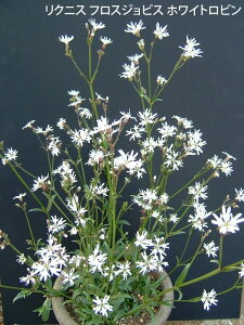 ԕc H N NjX tXNNsN/zCgr 2I 1 3`3.5y͂zLychnis flos-cuculi White Robin t ~c tc h Ԓd A 񂹐A    nb