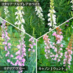 苗 宿根草 秋 種の人気商品 通販 価格比較 価格 Com