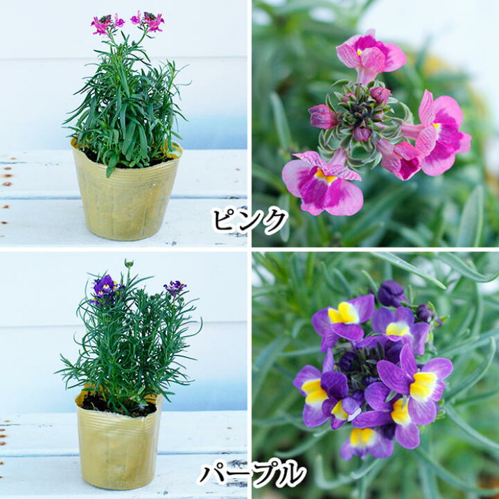 楽天市場 花苗セット リナリア グッピー おまかせ3色3鉢セット 1鉢3 3 5号 お届け中 花苗 冬 苗 春苗 宿根草 白花 桃花 青花 鉢植え 花壇 レッド ホワイト イエロー ピンク パープル Linarria Guppy ハッピーガーデン