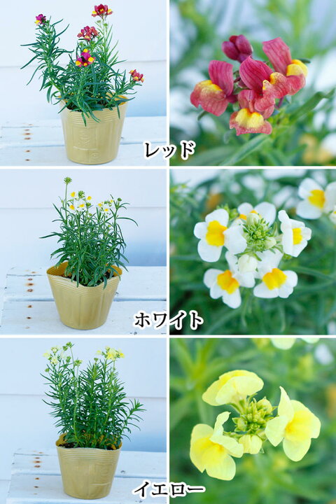 楽天市場 花苗セット リナリア グッピーmix 3鉢セット 3 3 5号 お届け中 Linarria Guppy Maroccana 花苗 春苗 宿根草 白花 桃花 青花 鉢植え 花壇 レッド ホワイト イエロー ピンク パープル マロッカナ 一年草 イングリッシュガーデン 苗 鉢植え 庭植え