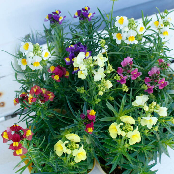 楽天市場 花苗セット リナリア グッピーmix 3鉢セット 3 3 5号 お届け中 Linarria Guppy Maroccana 花苗 春苗 宿根草 白花 桃花 青花 鉢植え 花壇 レッド ホワイト イエロー ピンク パープル マロッカナ 一年草 イングリッシュガーデン 苗 鉢植え 庭植え