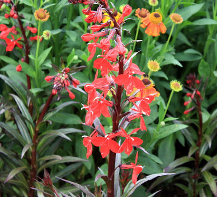楽天市場 花苗 春 ロベリア クイーンビクトリア 1鉢3 3 5号 お届け中 春苗 赤花 花苗 夏 夏の花 苗 宿根草 カラーリーフ イングリッシュガーデン 苗 鉢植え 庭植え ガーデニング 花壇 Lobelia Cardinalis Queen 21aki ハッピーガーデン