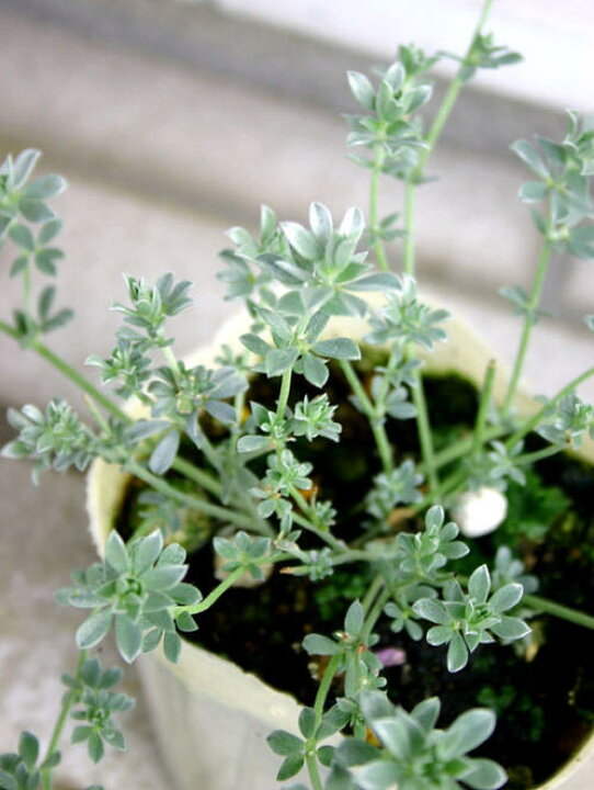 楽天市場 花苗 ロータス クレティクス 1鉢 2 5 3号 お届け中 Lotus Creticus 秋苗 冬苗 春苗 宿根草 多年草 カラーリーフ イングリッシュガーデン 鉢植え 庭植え ガーデニング 花壇 21aki ハッピーガーデン