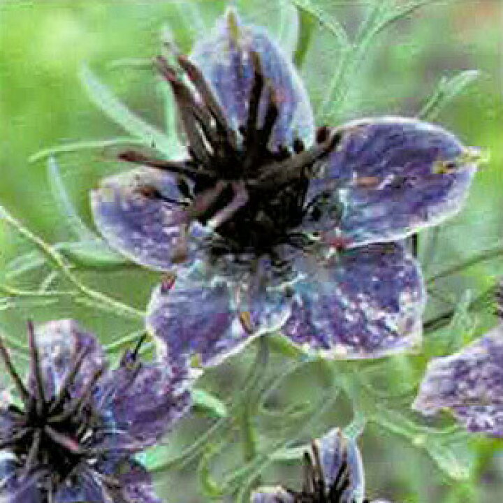 楽天市場 花苗 春 ニゲラ ミッドナイト 1鉢 3 3 5号 お届け中 Nigella 秋 冬 青花 草丈中 イングリッシュガーデン 花の苗 秋苗 寄せ植え 鉢植え 庭植え ガーデニング 花壇 22spr ハッピーガーデン 楽天市場 花苗 春 ニゲラ ミッドナイト 1鉢 3 3 5号 お届け中 Nigella 秋 冬 青花 草丈中 イングリッシュガーデン 花の苗 秋苗 寄せ植え 鉢植え 庭植え ガーデニング 花壇 22spr ハッピーガーデン