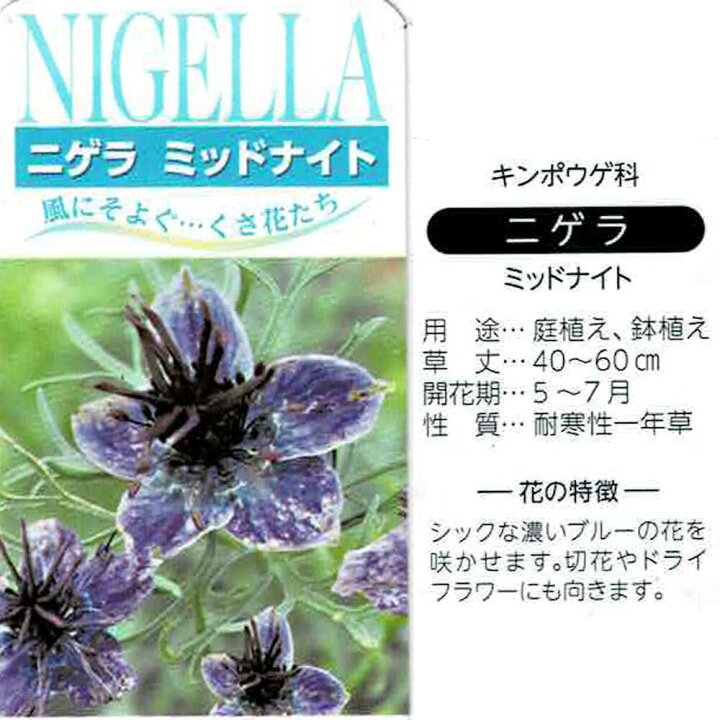 楽天市場 花苗 春 ニゲラ ミッドナイト 1鉢 3 3 5号 お届け中 Nigella 秋 冬 青花 草丈中 イングリッシュガーデン 花の苗 秋苗 寄せ植え 鉢植え 庭植え ガーデニング 花壇 22spr ハッピーガーデン