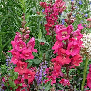 ԕc LM\E ~j`F[R[ 1 3`3.5y͂zAntirrhinum majus  1N t ԉ tc c K[f A Ԓd A 񂹐A t nbs[K[f 2025