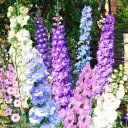 花苗 秋 多年草 宿根草 花 デルフィニウム パシフィックジャイアント大型 選べる7種 1鉢3.5号【11月上旬〜お届け 秋苗…