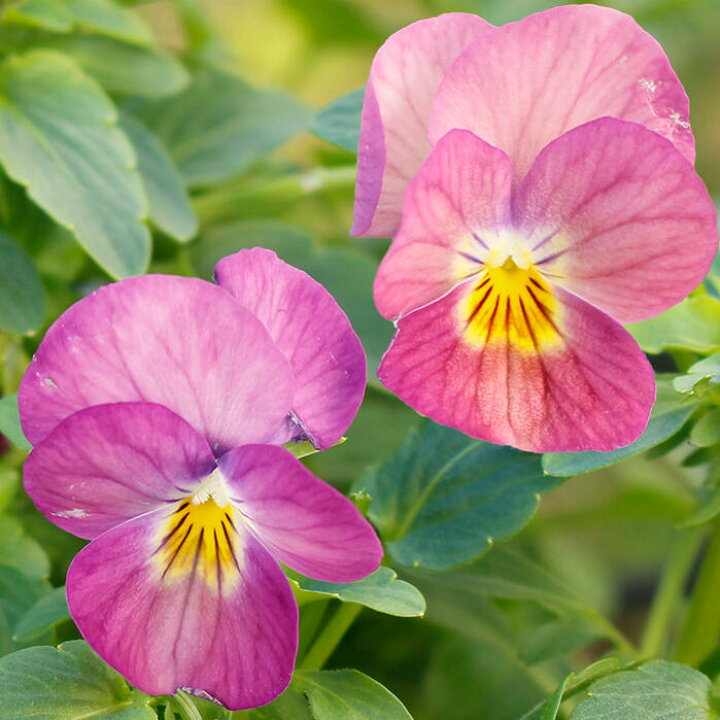 楽天市場 花苗 春 ビオラ ももかぴーち 3 5号 2鉢セット お届け中 ビオラ 苗 花苗 一年草 Viola イングリッシュガーデン 花 寄せ植え 冬 ガーデニング 鉢植え 庭植え 花壇 21pan ハッピーガーデン