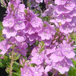 ԕc H N h  xjJ ~ZXzg 1 3~3.5y10{`͂ Hcs\zVeronica prostrata Mrs Holt CObVK[f  c J[[t OhJo[ nMO 