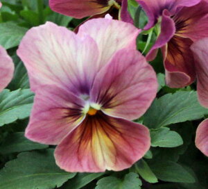 ԕc rI Ȃ݂ 񂵂 3.5 2Zbgy͂z viola CObVK[f  c 񂹐A ~ K[fjO A A Ԓd t nbs[K[fy2025Vz1230v