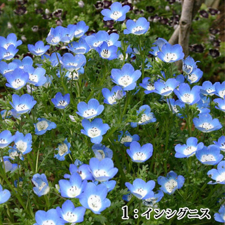 楽天市場 花苗 春 ネモフィラ 選べる2種 6鉢セット 3 5号 お届け中 Nemophila Bleuberry Eye 一年草 春苗 花苗 青花 苗 鉢植え 庭植え ガーデニング 花壇 22spr ハッピーガーデン 楽天市場 花苗 春 ネモフィラ 選べる2種 6鉢セット 3 5号 お届け中 Nemophila Bleuberry Eye 一年草 春苗 花苗 青花 苗 鉢植え 庭植え ガーデニング 花壇 22spr ハッピーガーデン