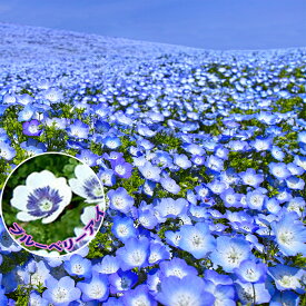 花苗 春苗 ネモフィラ 4種から選べる 3～3.5号【お届け中】Nemophila 一年草 青花 苗 鉢植え 庭植え ガーデニング 苗 花壇 春植え【2024SPR】 ハッピーガーデン