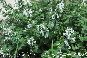 ԕc H Lbg~g 5I 1 3.5 󋵂ɂĐ؂߂Ă͂y͂zNepeta faassenii ly^ c h CObVK[f Ԓd sNLfB[/t@bV[jA