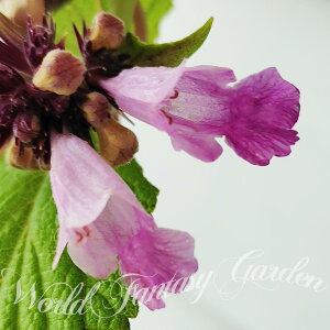 ԕc  H ly^ sNpT[ 1 3.5y͂zNepeta pinkpanther N  c K[f CObVK[f J[[t ĕc nbs[K[f 2024AKI