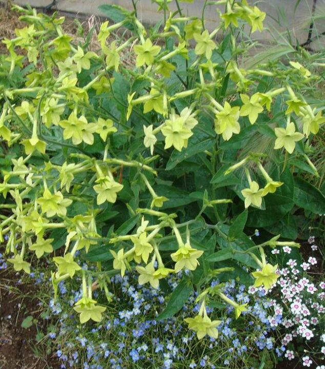 楽天市場 花苗 春 ニコチアナ ライムグリーン 1鉢3 5号 お届け中 一年草 春苗 花苗 イングリッシュガーデン 苗 鉢植え 庭植え ガーデニング 花壇 Nicotiana Alata Lime Greesn 0430 ハッピーガーデン