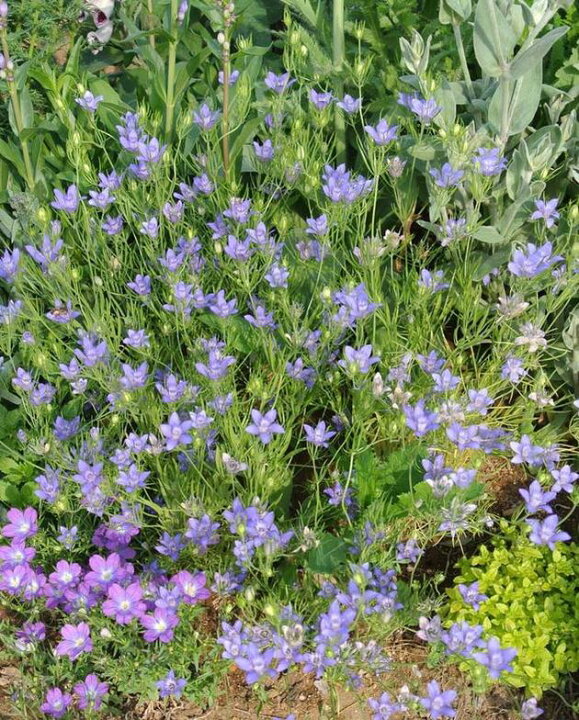 楽天市場 ニゲラ ブルースター1鉢3号 お届け中 Nigella Bucharica Bluestar 一年草 春苗 花苗 青花 草丈中 イングリッシュガーデン 苗 鉢植え 庭植え ガーデニング 花壇 ハッピーガーデン