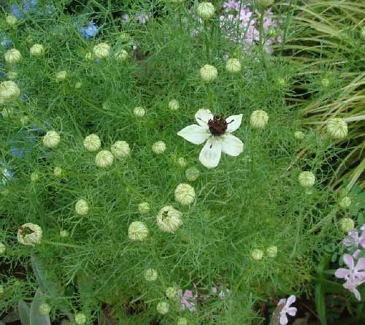 楽天市場 花苗 春 ニゲラ アフリカンブライド 1鉢3号 お届け中 Nigella Papillosaafrican Bride 苗 春 花苗 一年草 白花 草丈中 イングリッシュガーデン 鉢植え 庭植え ガーデニング 花壇 苗物 花の苗 珍しい 21aki 22spr ハッピーガーデン