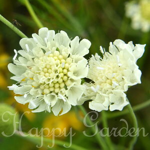 ԕc XJrIT INEJ 1 3`3.5 y͂zscabiosa ochroleuca ~ h 񂹐A c  nbs[K[f 2025AKI