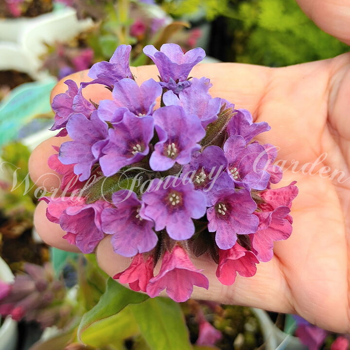 楽天市場 花苗 夏 プルモナリア オフィキナリス 1鉢 3 3 5号 通年販売 取置 Pulmonaria Officinalis 耐寒性 多年草 宿根草 青花 シェードガーデン 夏苗 夏の花 ガーデン ガーデニング 花壇 庭植え 鉢植え 日陰 秋冬 春 ハッピーガーデン