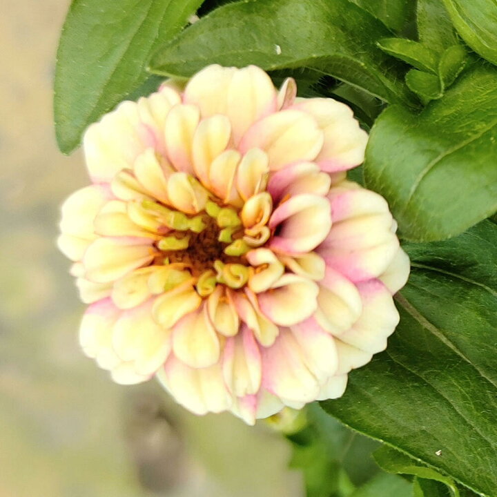 楽天市場 花苗 ジニア オールド ファッション Mixカラーセット 3鉢セット 3 3 5号 お届け5月下旬 先行予約 Zinnia Haageana 花苗 夏 苗 一年草 草丈が低中 イングリッシュガーデン 苗 庭植え ガーデニング 花壇 百日草 22spr ハッピーガーデン