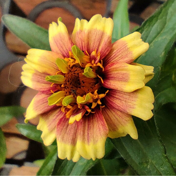 楽天市場 花苗 ジニア オールド ファッション Mixカラーセット 3鉢セット 3 3 5号 お届け5月下旬 先行予約 Zinnia Haageana 花苗 夏 苗 一年草 草丈が低中 イングリッシュガーデン 苗 庭植え ガーデニング 花壇 百日草 22spr ハッピーガーデン