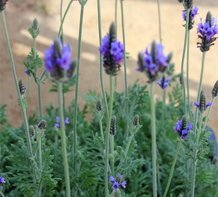 楽天市場 花苗 レース ラベンダー 1鉢 3 3 5号 お届け中 Lavender Pinnata 草花 ハーブの苗 四季咲性 非耐寒性 花の苗 紫花 ガーデン ガーデニング ハッピーガーデン