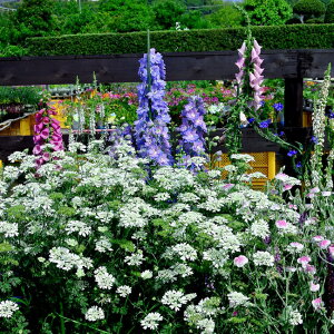 ԕc H N  IA OfB[t[ Iׂ3 3~3.5y10{`͂ Hcs\zOrlaya grandiflora ڂ [Xt[  ϊ 䍂 CObVK[f 